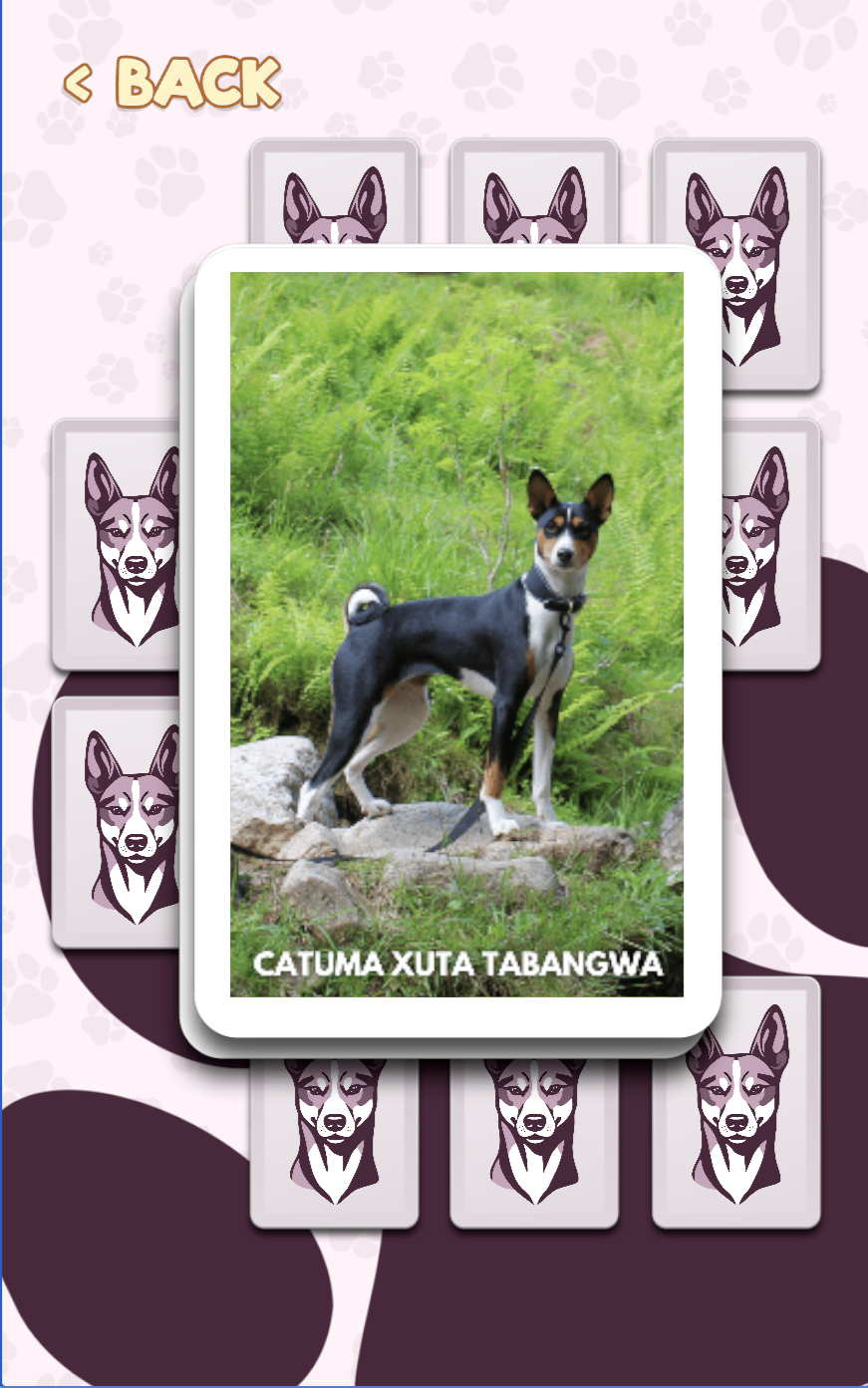 Basenji Match gameplay - a matched pair revealing a Basenji fact